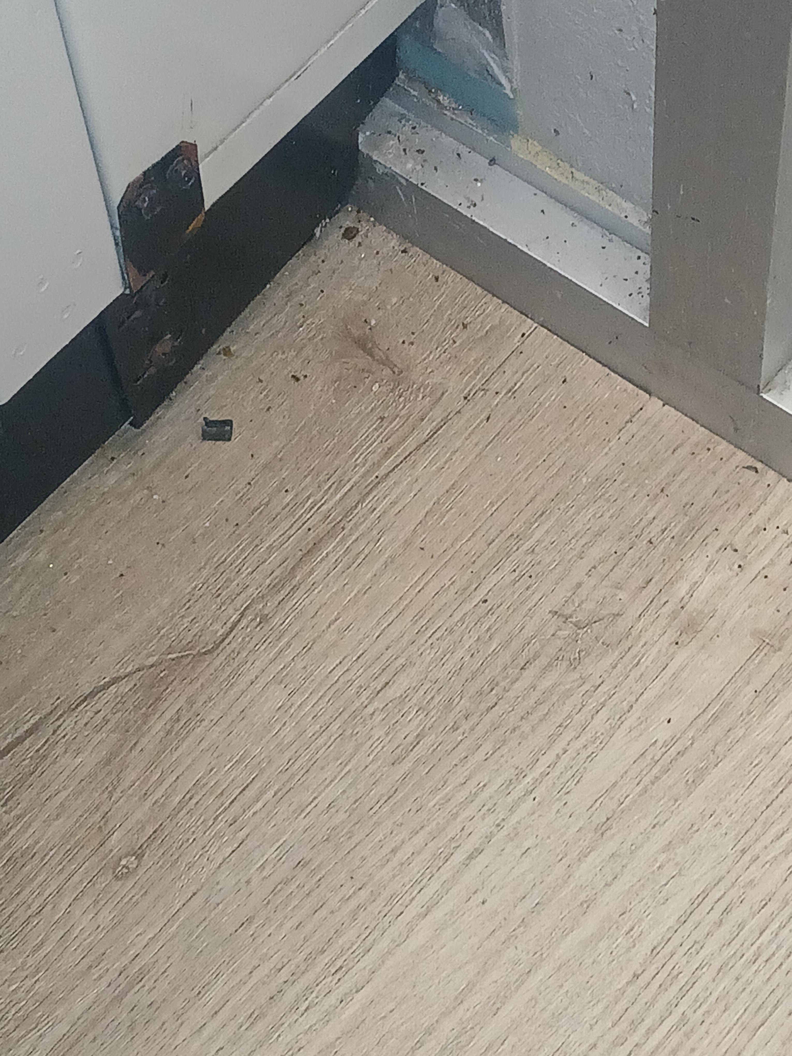 More dead bugs