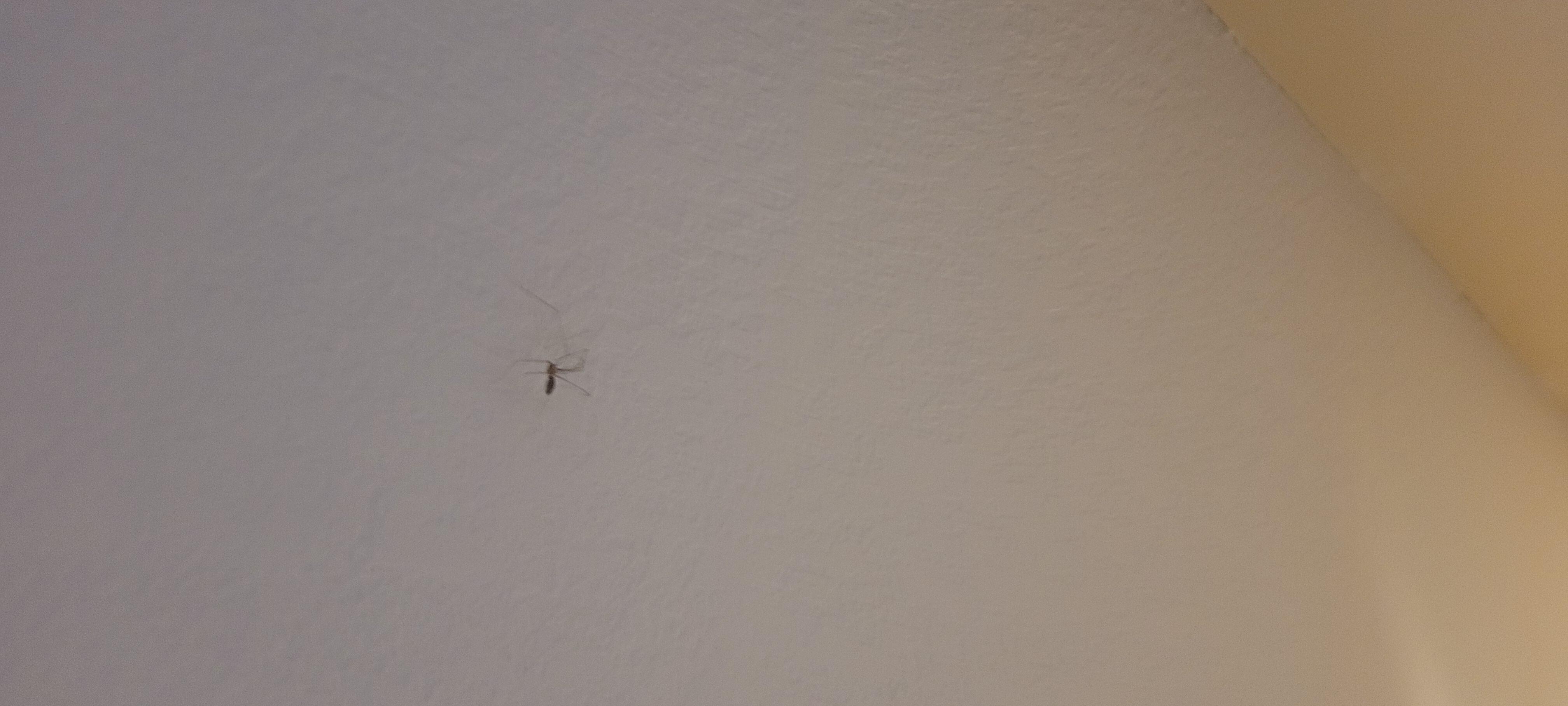 Pest everywhere 