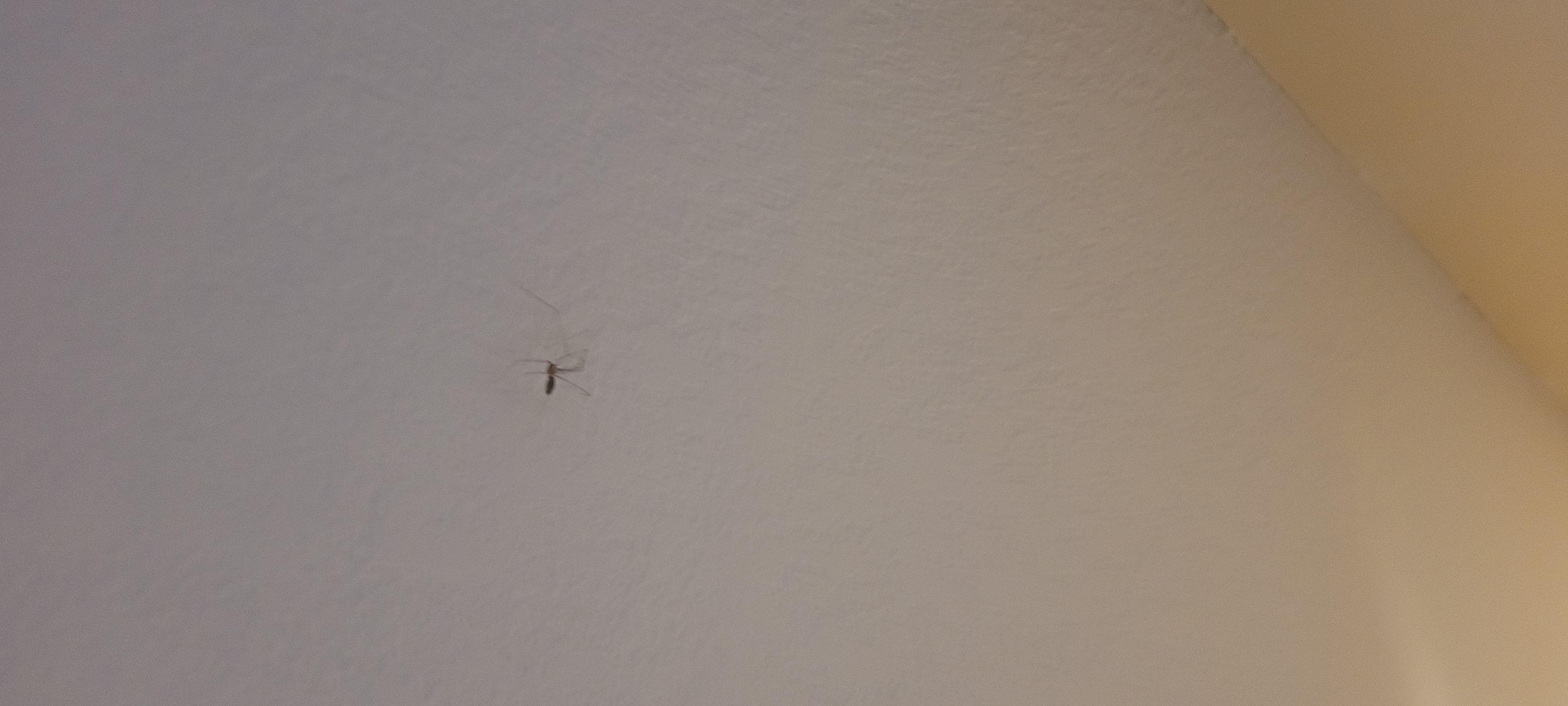 Pest everywhere