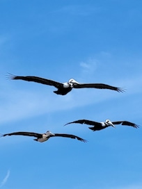 Loved watching them fly by