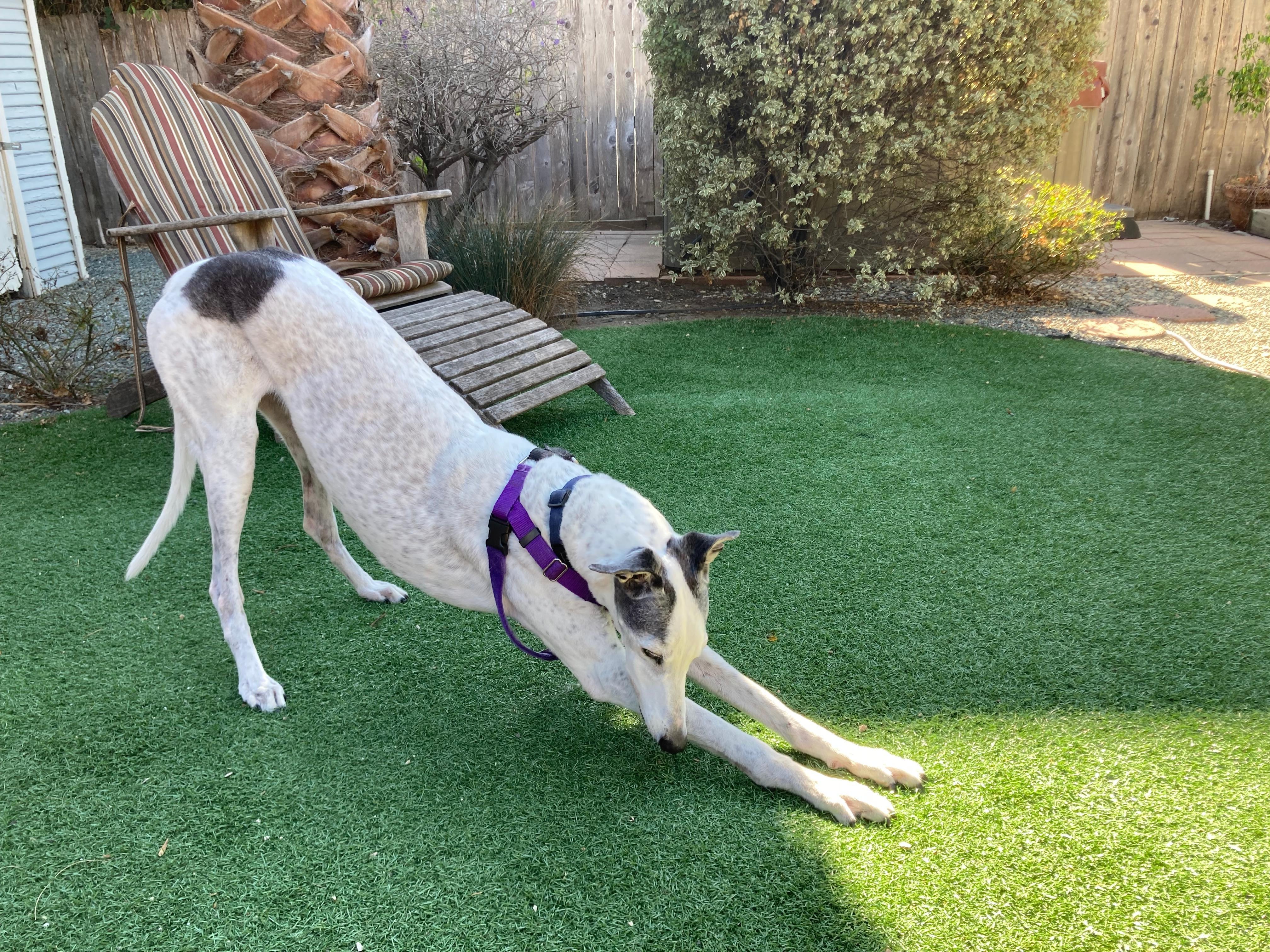 Our greyhound Pebbles celebrated her 14th birthday during our stay.