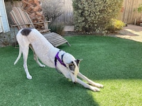 Our greyhound Pebbles celebrated her 14th birthday during our stay.