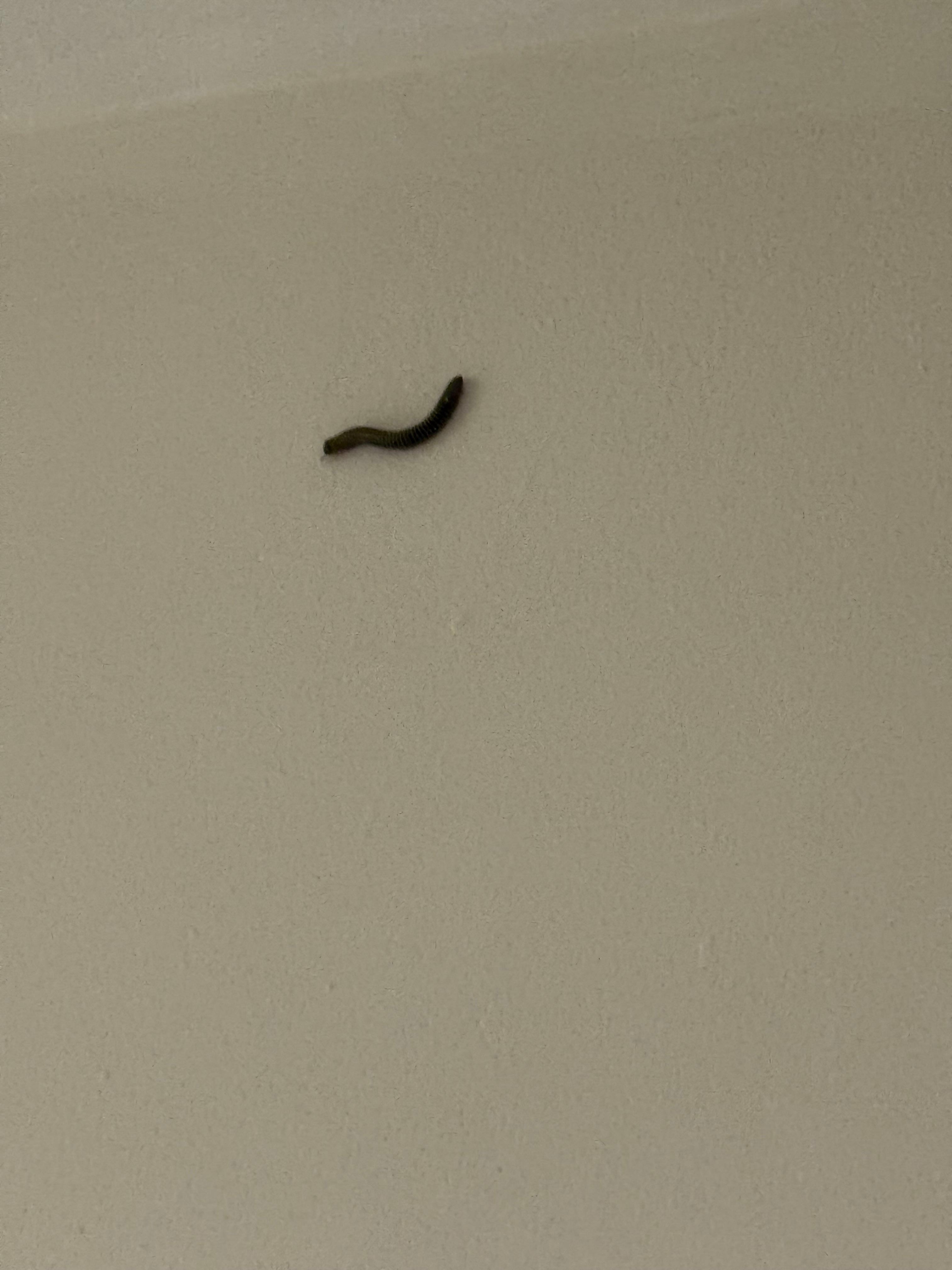 Worms crawling in our room on the ceiling and floor. 