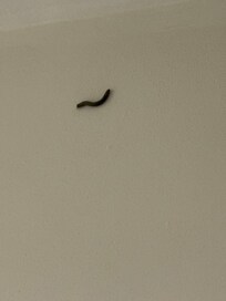 Worms crawling in our room on the ceiling and floor.