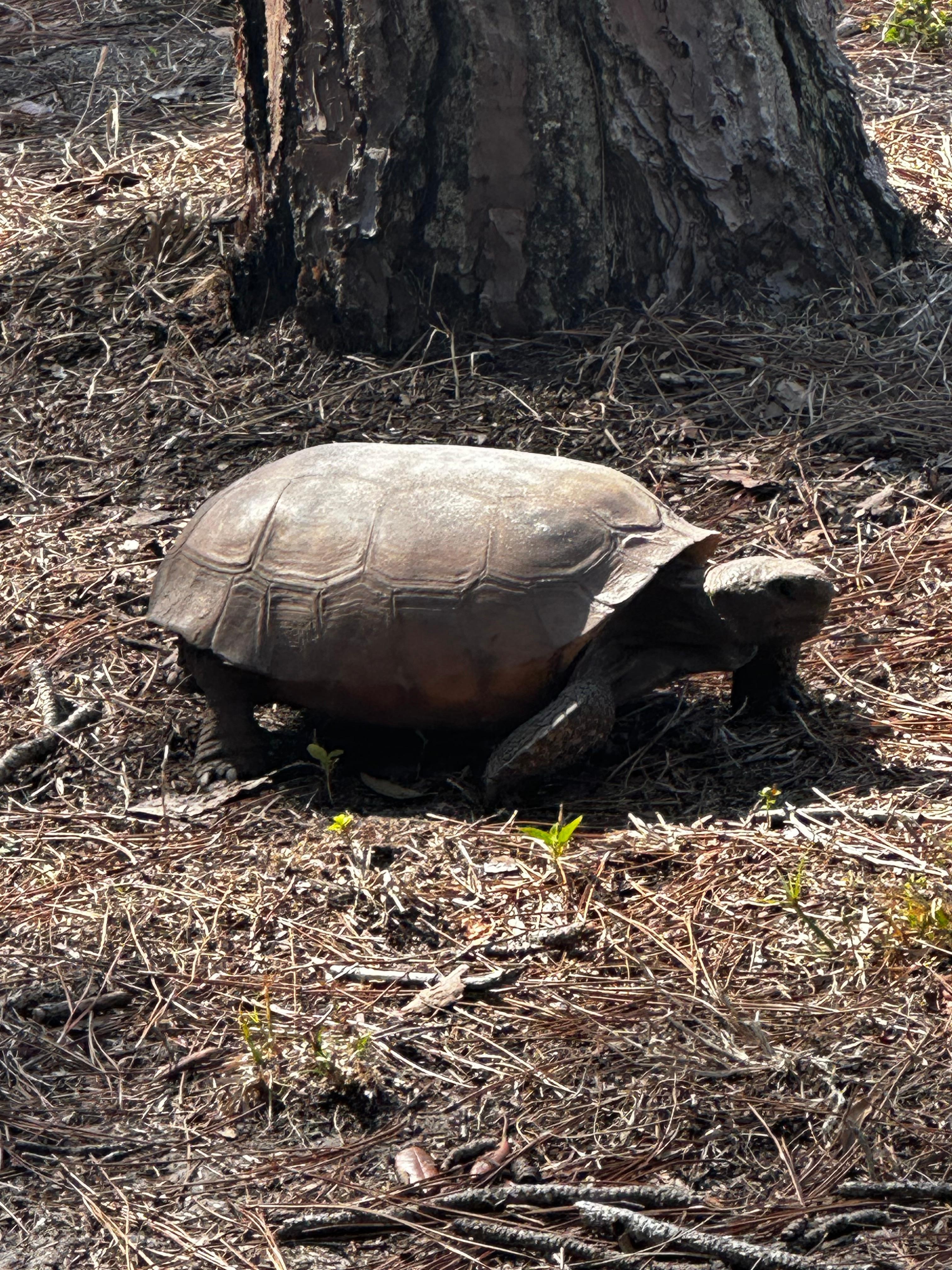 Turtle while
Walking at nearby Walsingham Park
