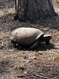 Turtle while
Walking at nearby Walsingham Park