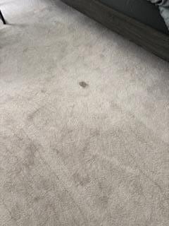 Dirty carpet primary bedroom