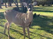 Lovely lady on Drummond Island