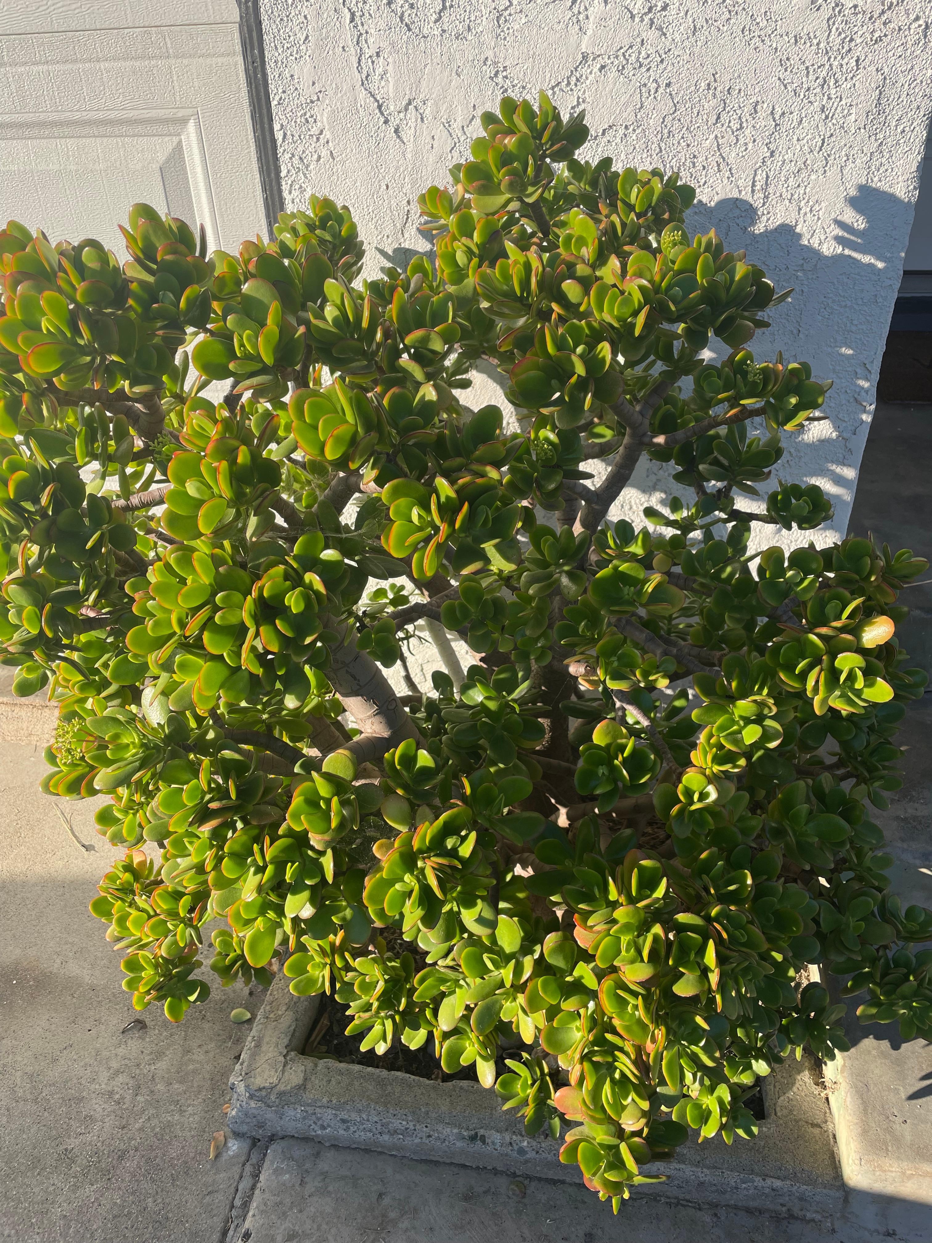 Jade plant