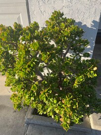 Jade plant