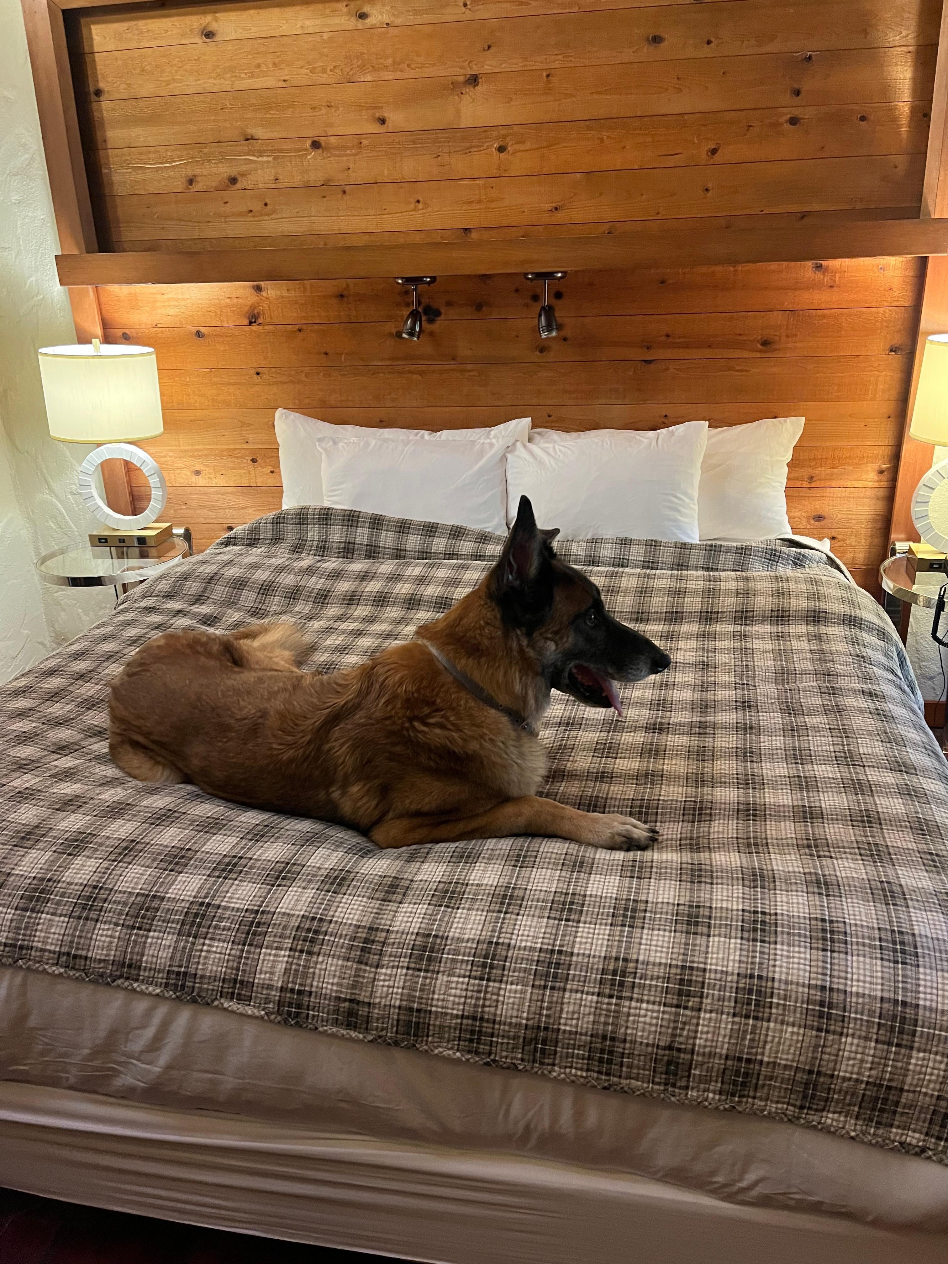 We brought our own comforter to cover the bed, so Jackson could sleep up there.   He was quite comfortable.  