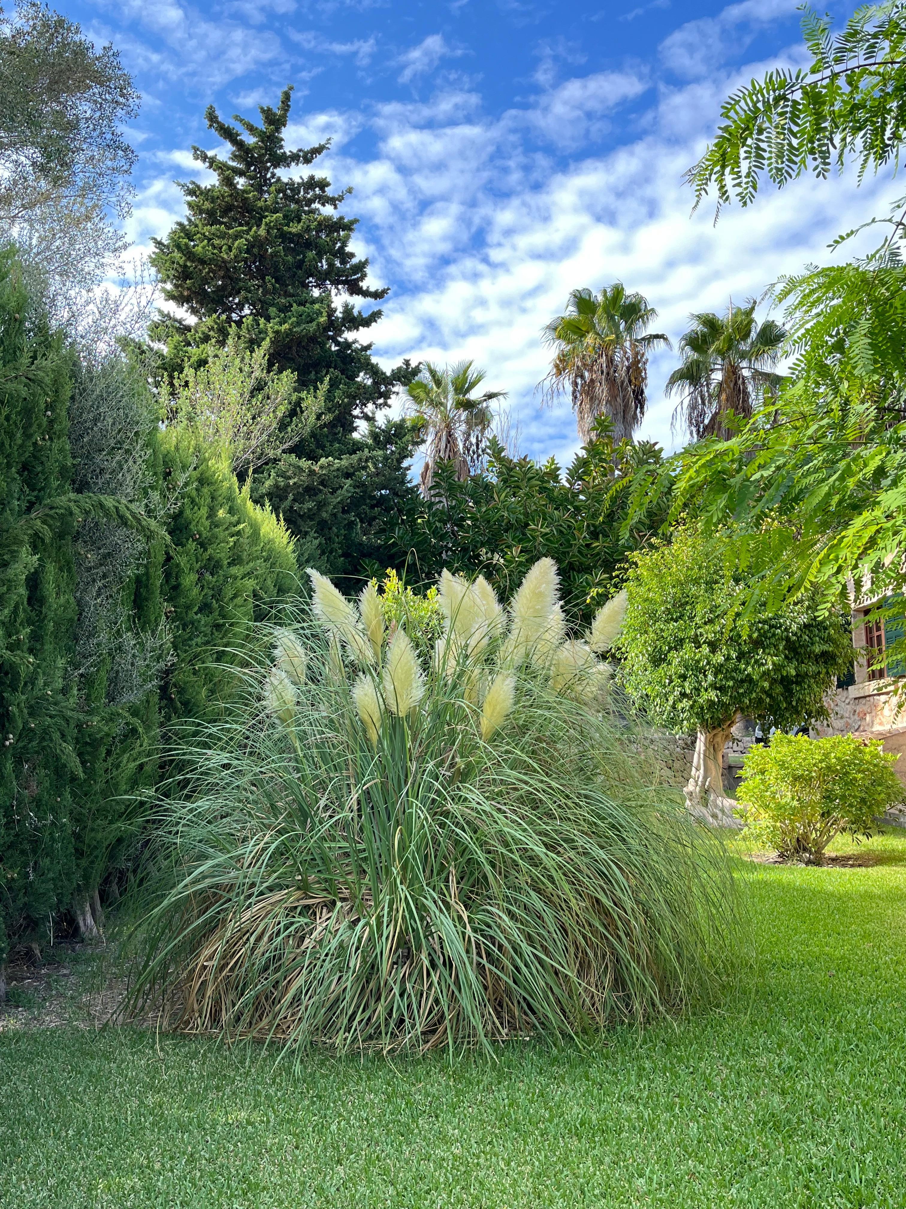 Wunderschöne Pflanzen 