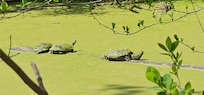 Turtles in old canal along Potomac River