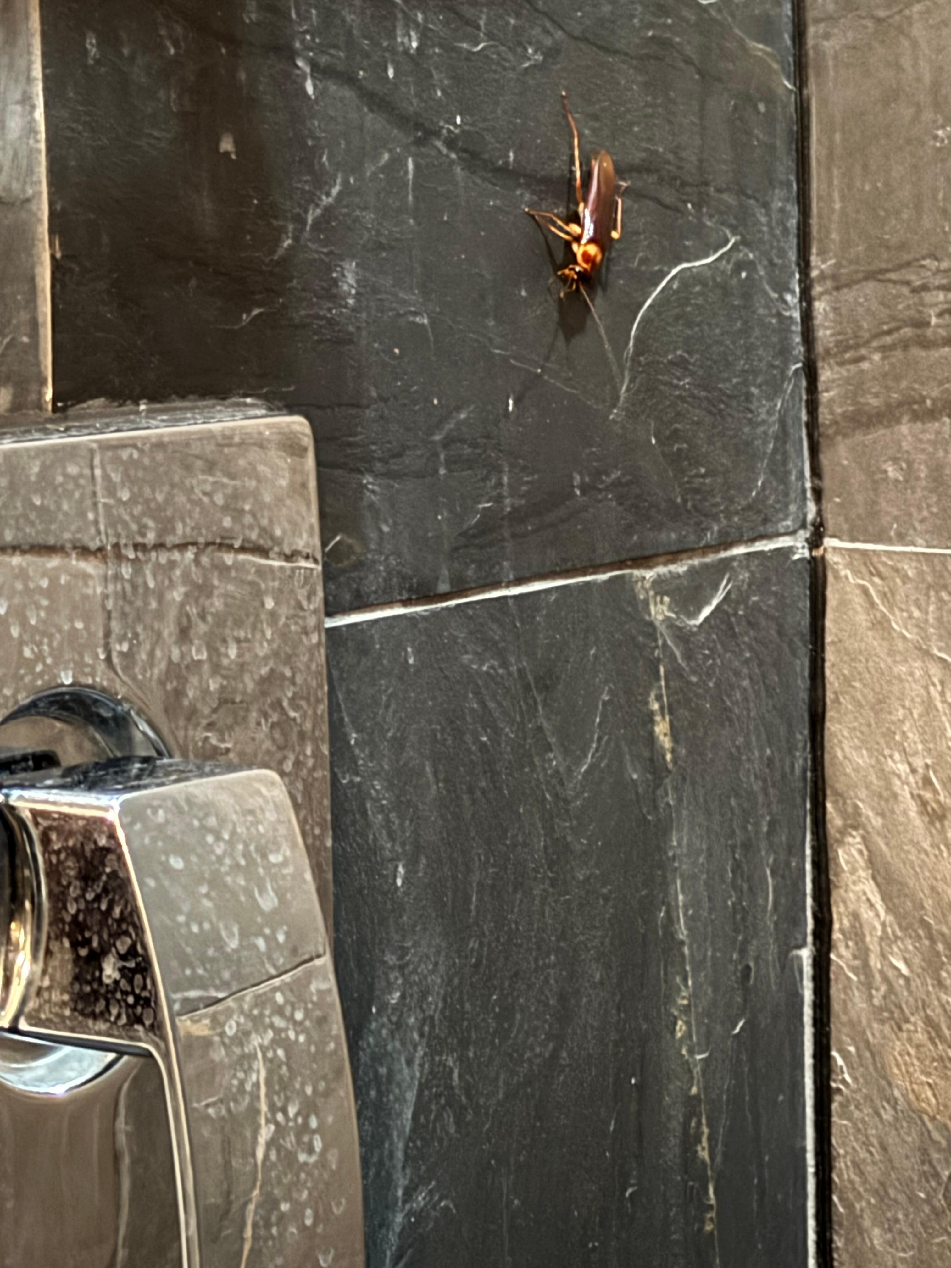 Ground floor guest bath