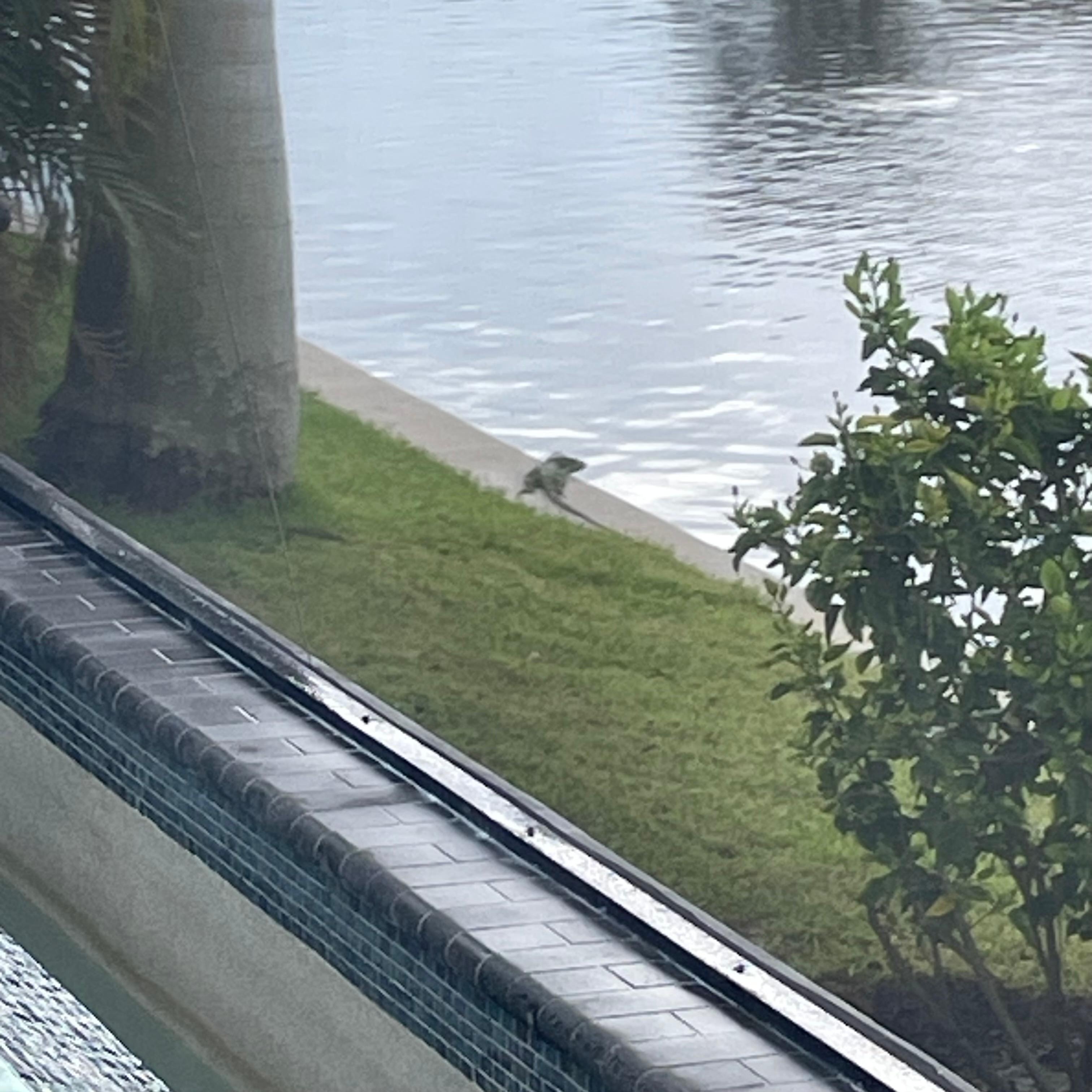 One of the iguanas we seen on the boat deck