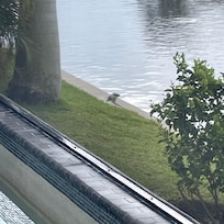 One of the iguanas we seen on the boat deck