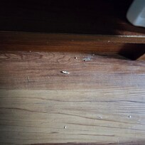 Nail clipping and dust bunnies