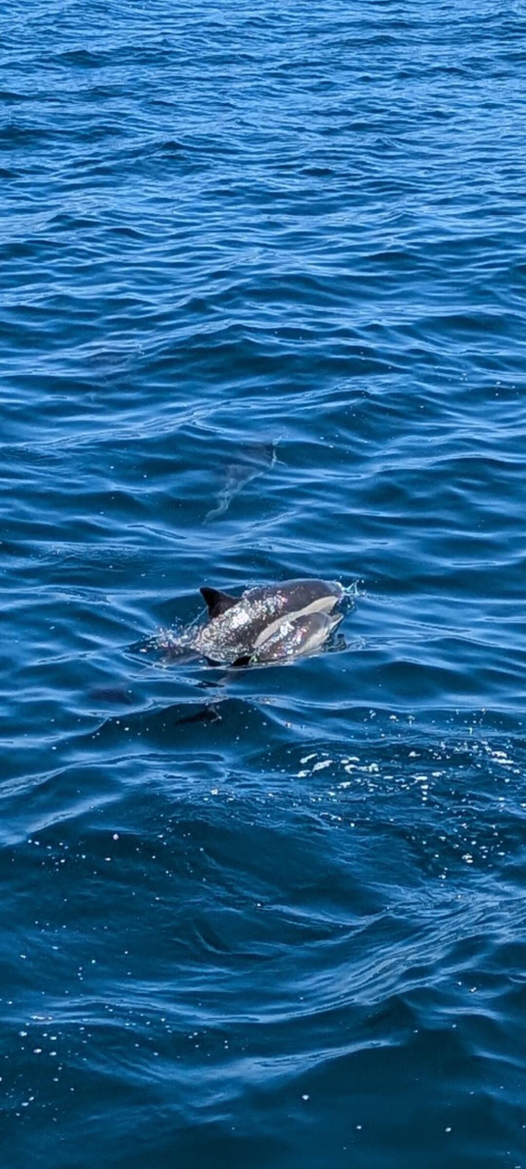 Whale watching cruise from Newport Beach nearby