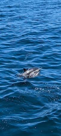 Whale watching cruise from Newport Beach nearby