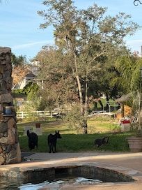 Property dog Stella is friendly!