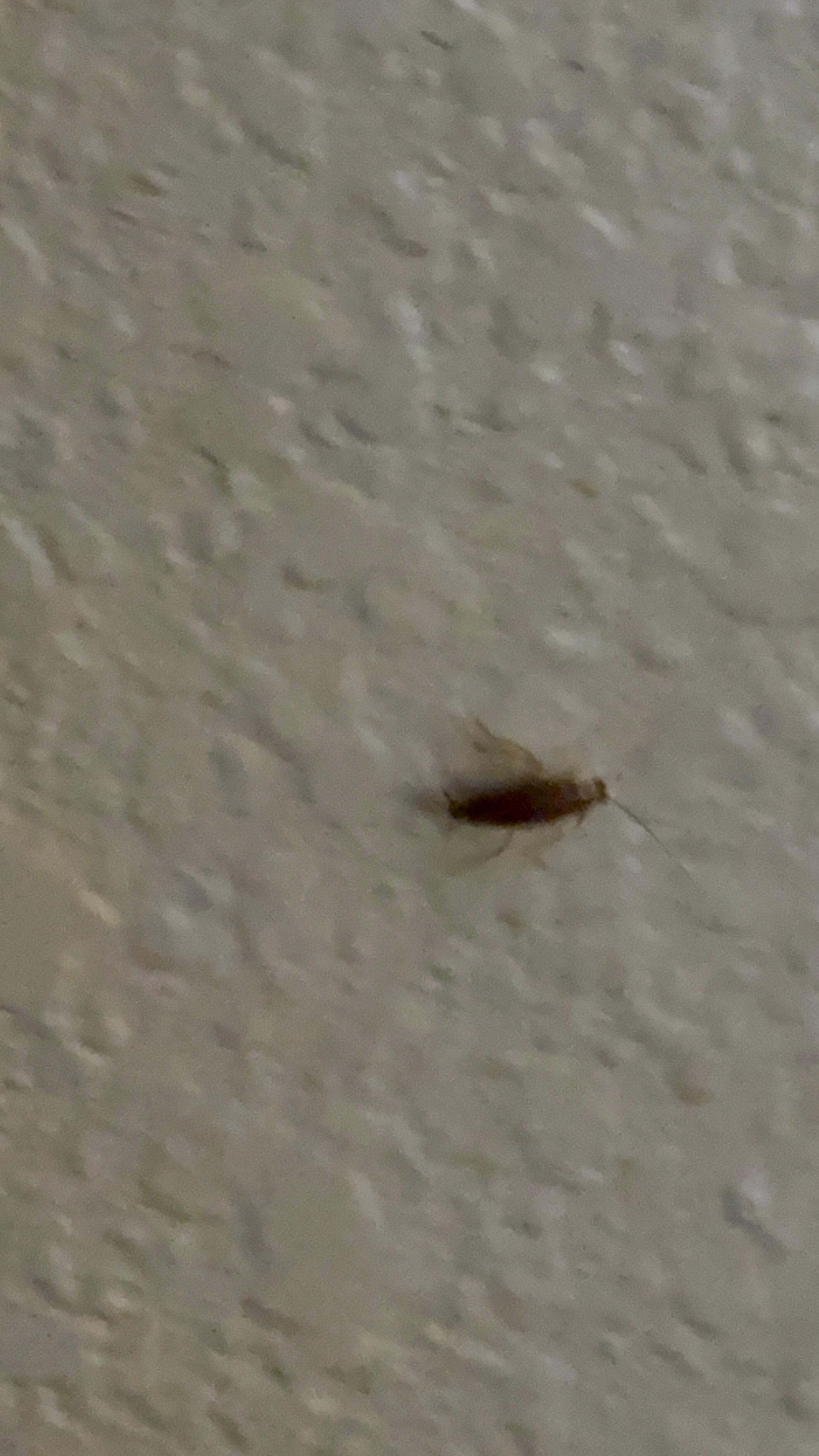 roach
