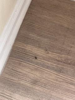 Smashed bug