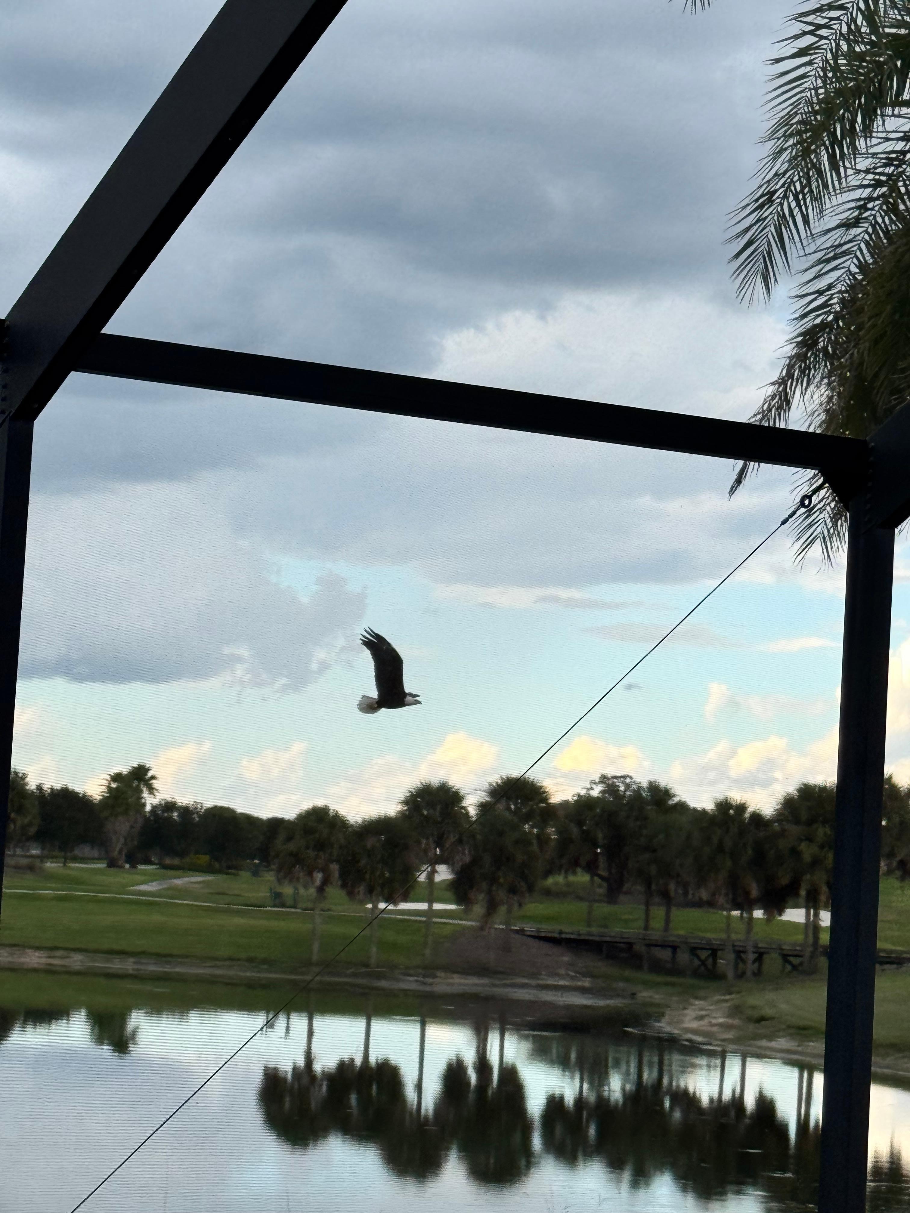 bald eagle for your viewingpleasure