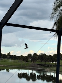 bald eagle for your viewingpleasure