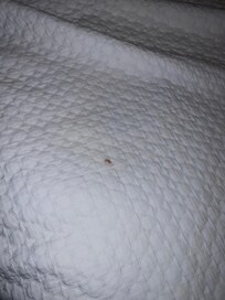 Mess in the bed