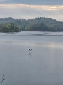 Morning on the lake