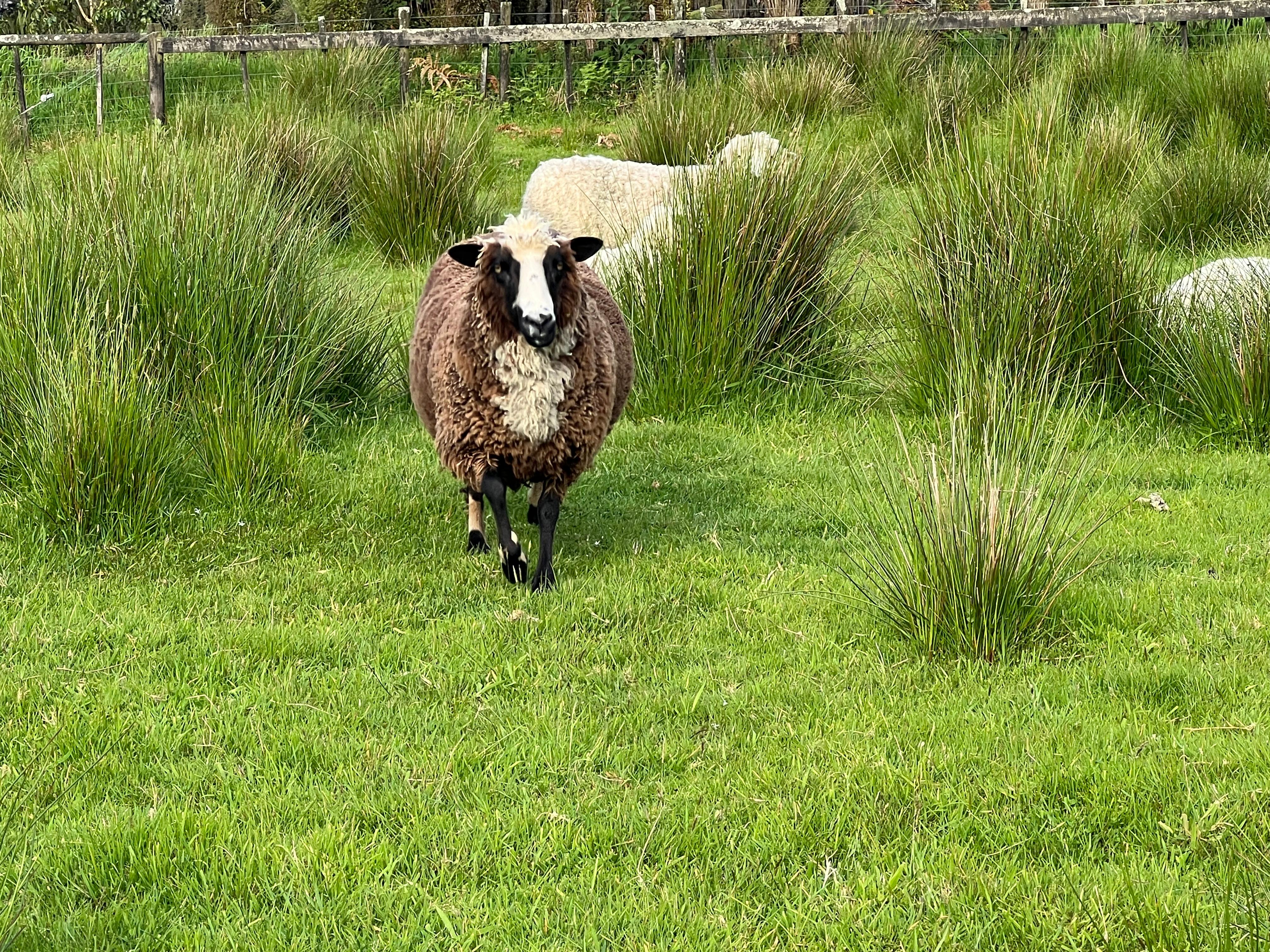 They have 4 sheep that the kids can feed. You get the feed from reception.