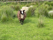 They have 4 sheep that the kids can feed. You get the feed from reception.