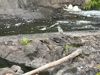 A Heron right outside my door