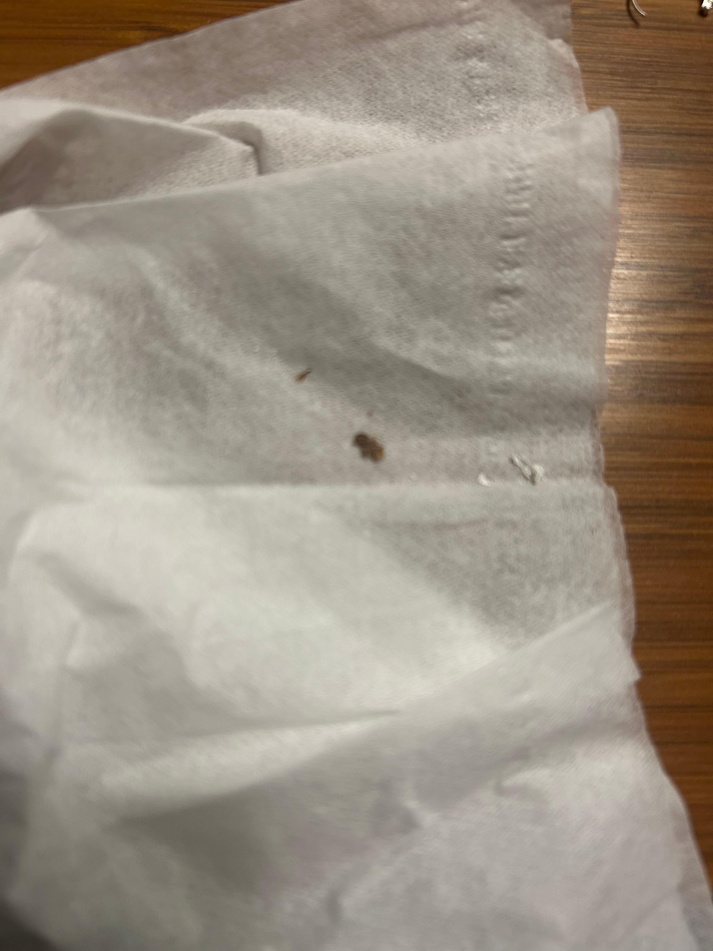 Picture of the dead roach from the ceiling.
