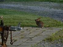 A bunny by the barn