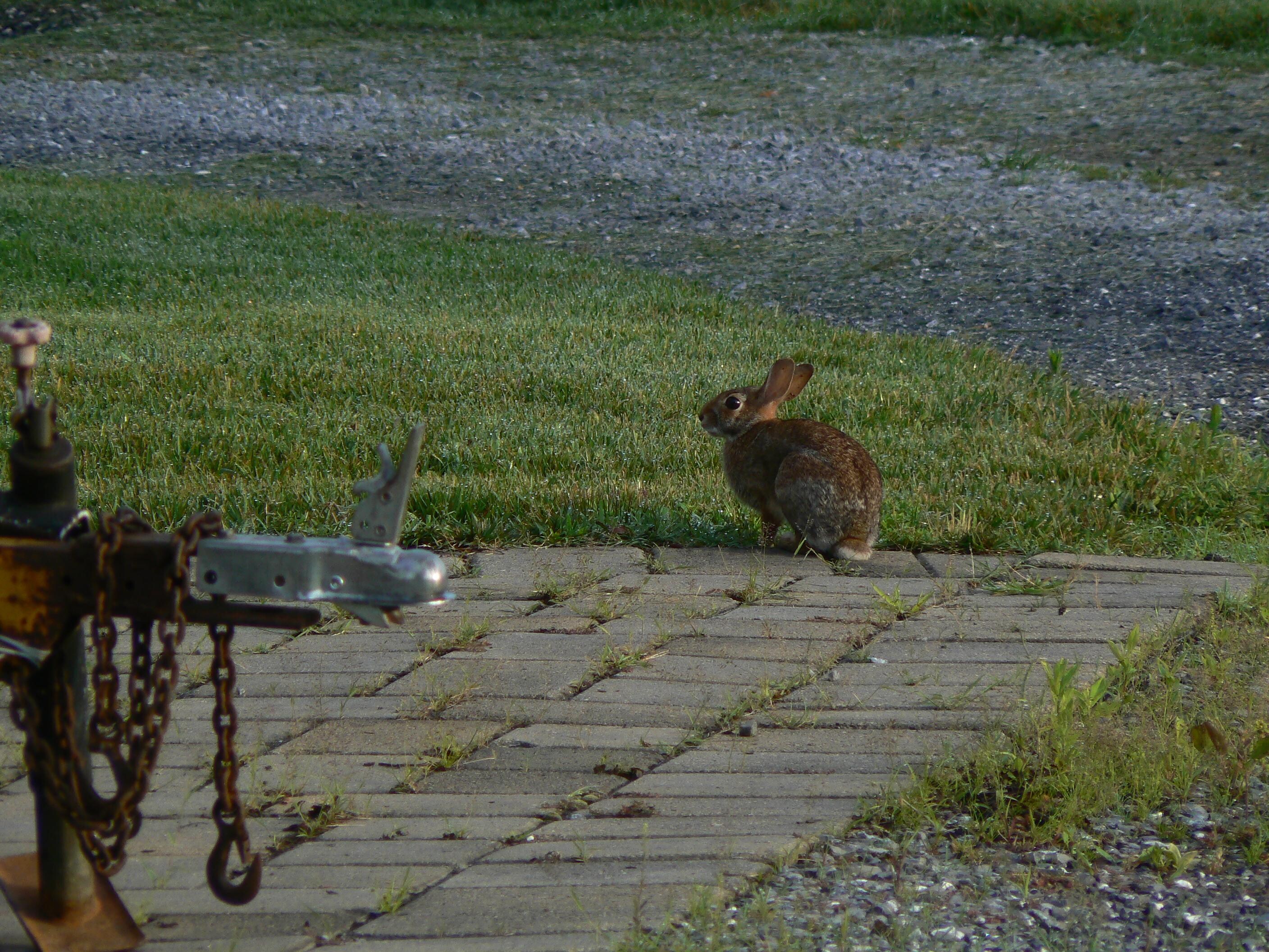 A bunny by the barn