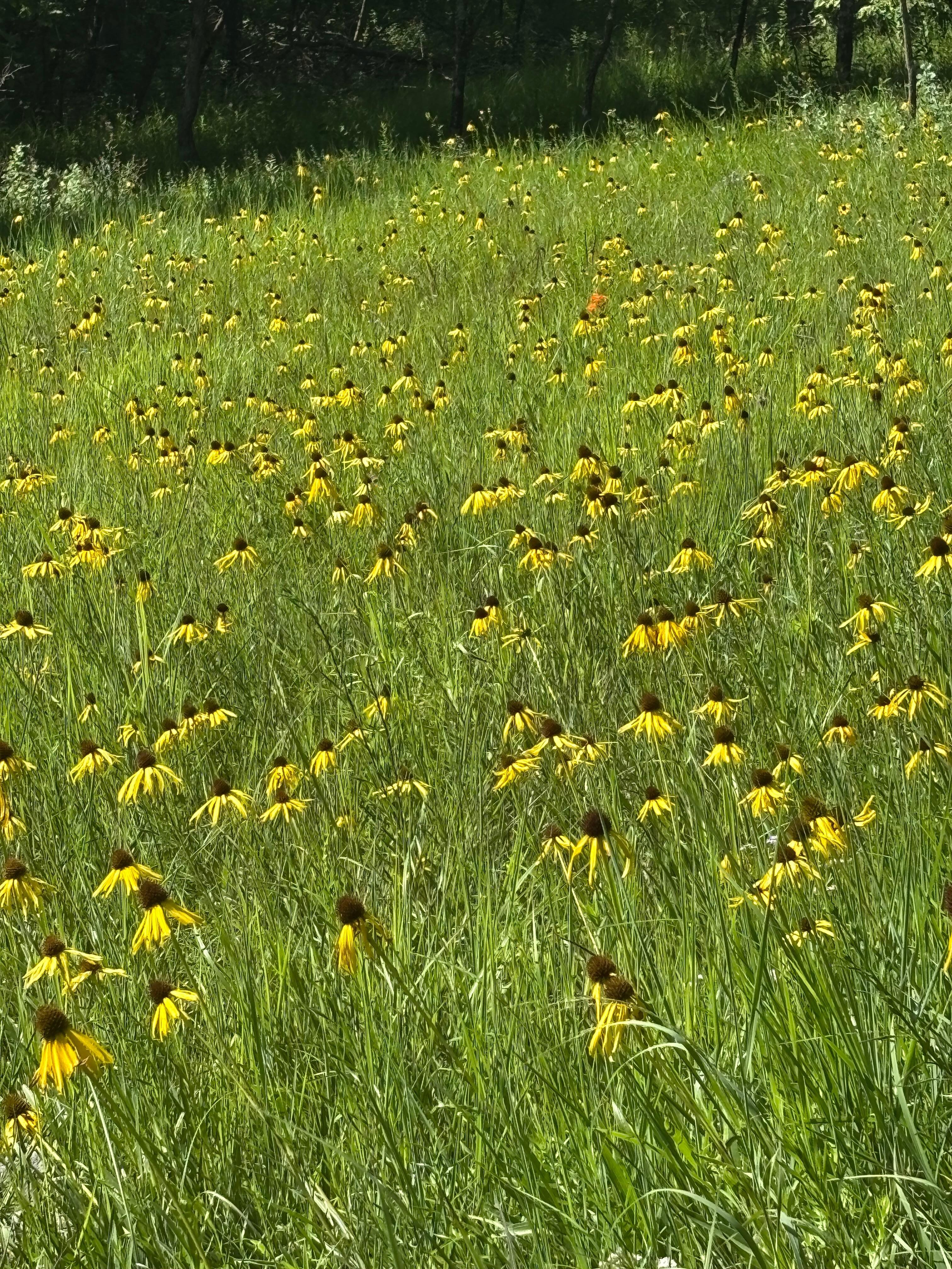 Camdenton Himing Trails