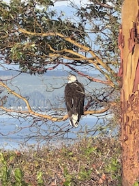 This eagle is close to the house. He's a hulking grandaddy.