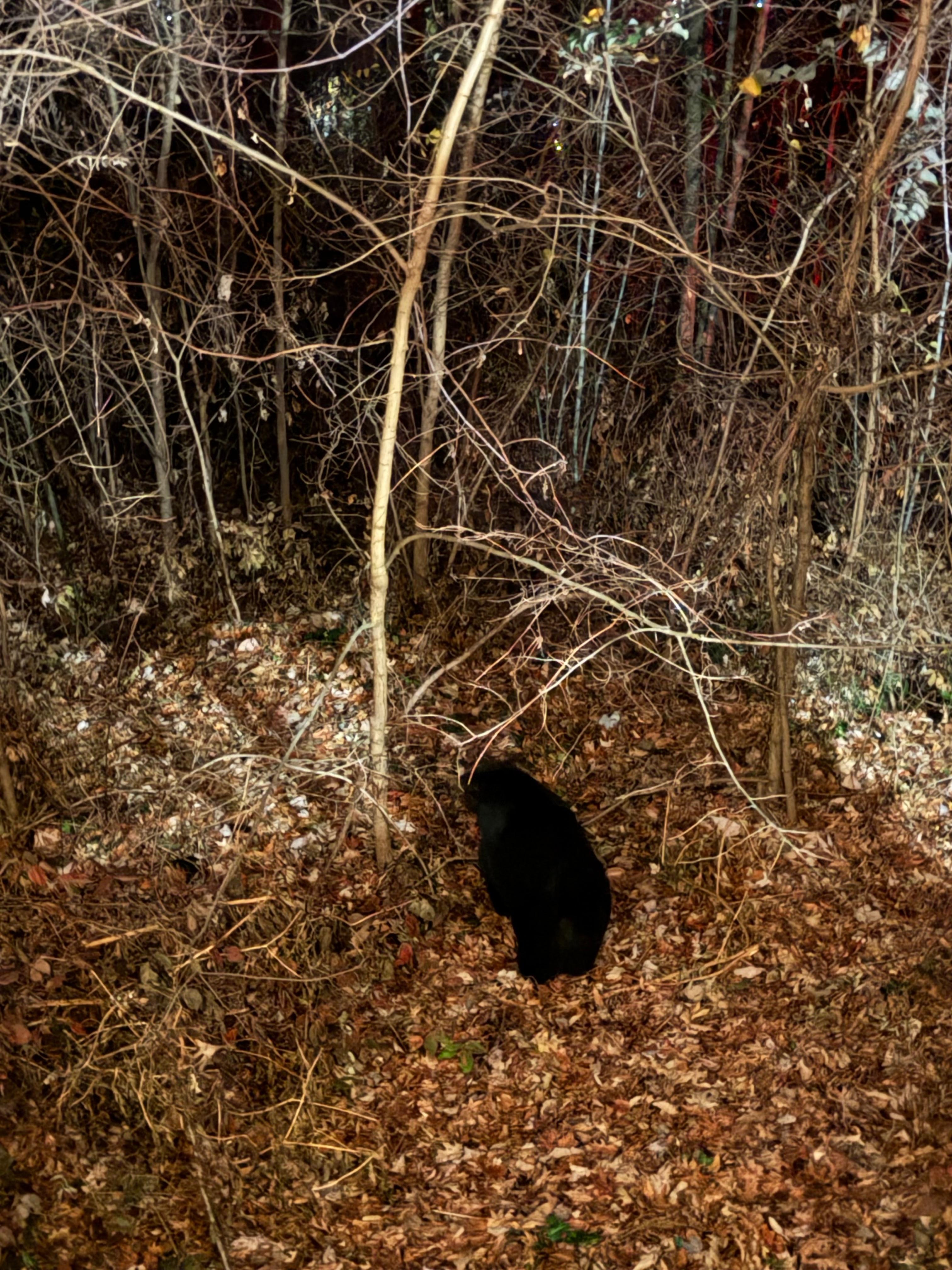 The bear that got into the trash