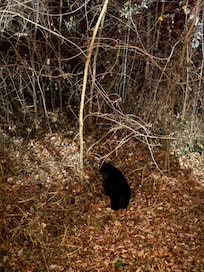 The bear that got into the trash