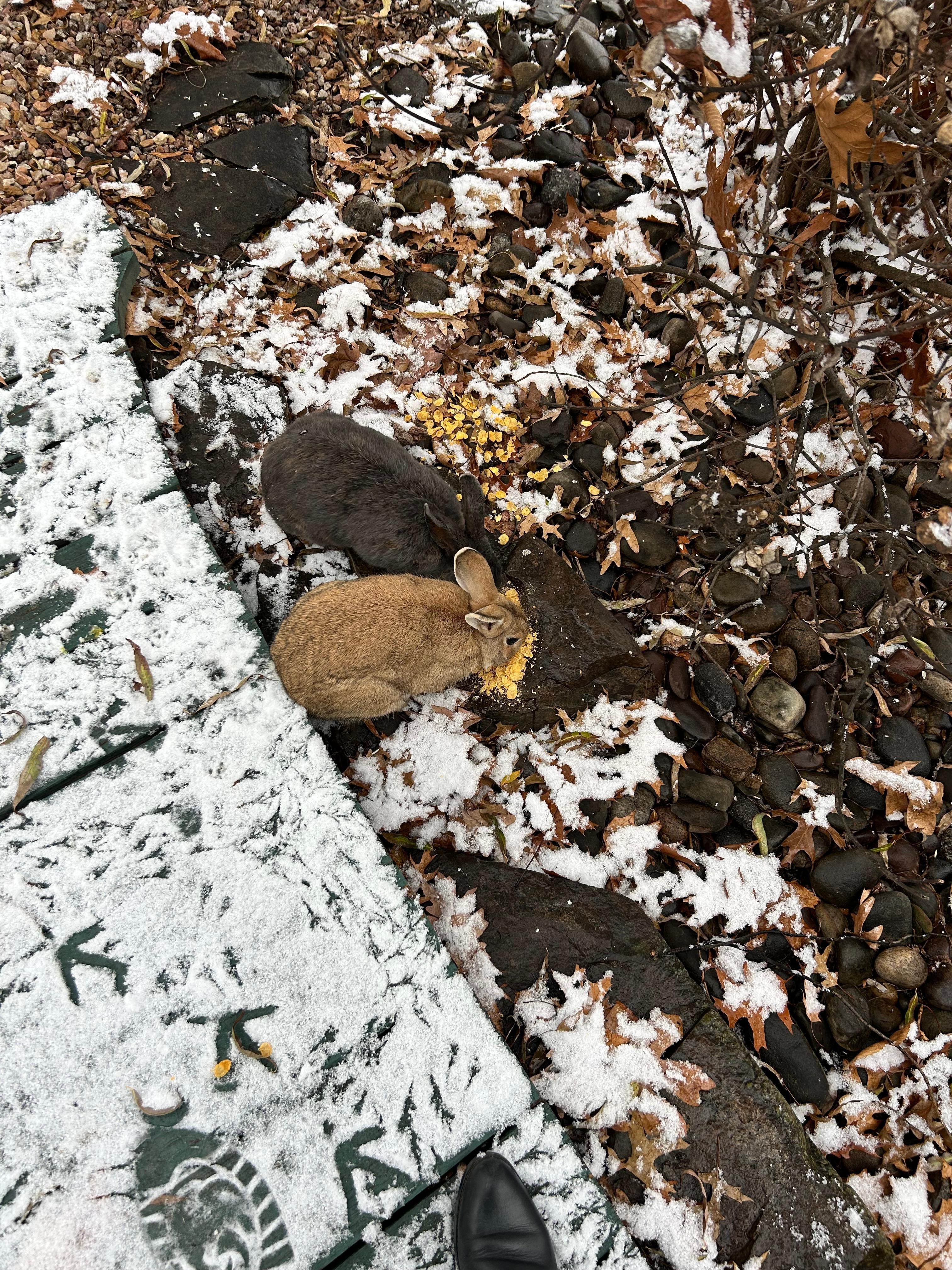 Bunny and bird food provided