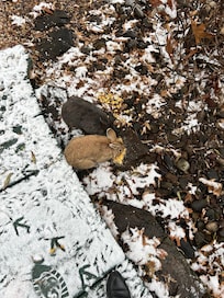 Bunny and bird food provided