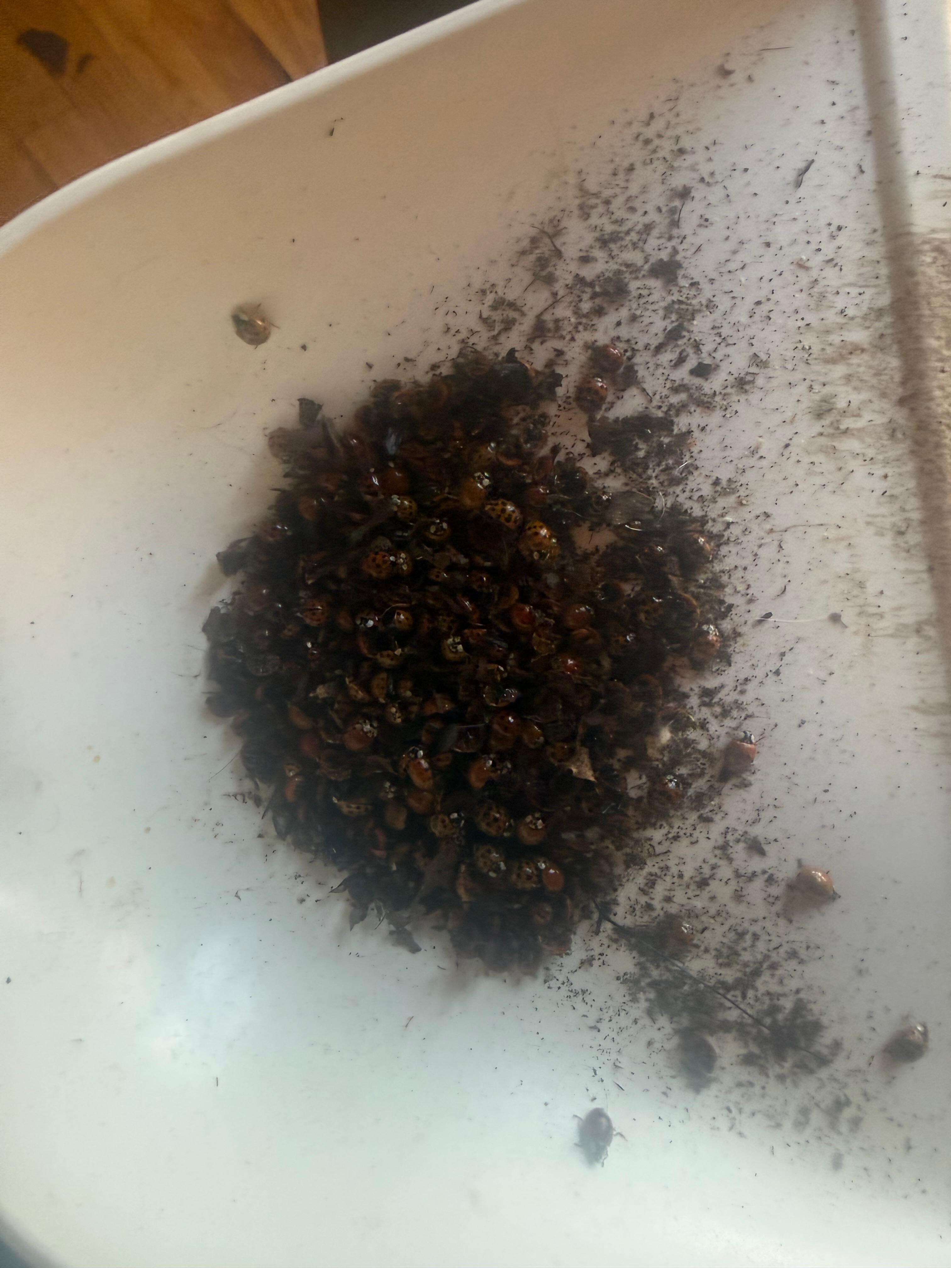 Bugs swept up the same afternoon as first photo