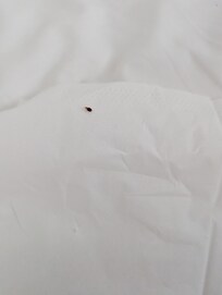 The bug