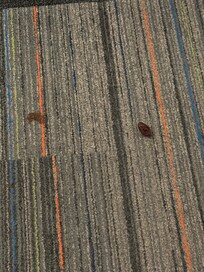 Poop on floor