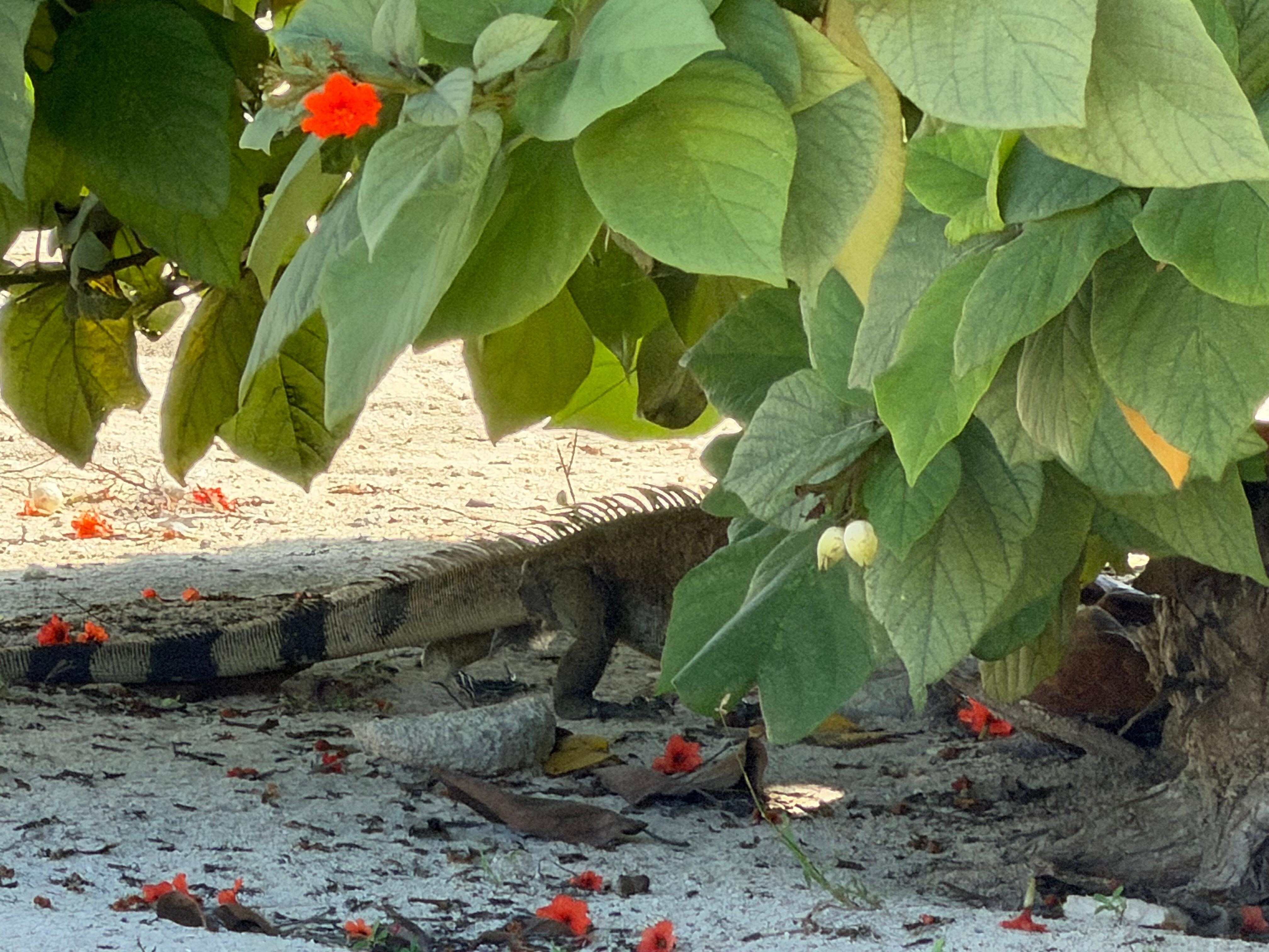Iguana catching some shade under a tree on the beach.