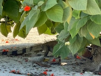Iguana catching some shade under a tree on the beach.
