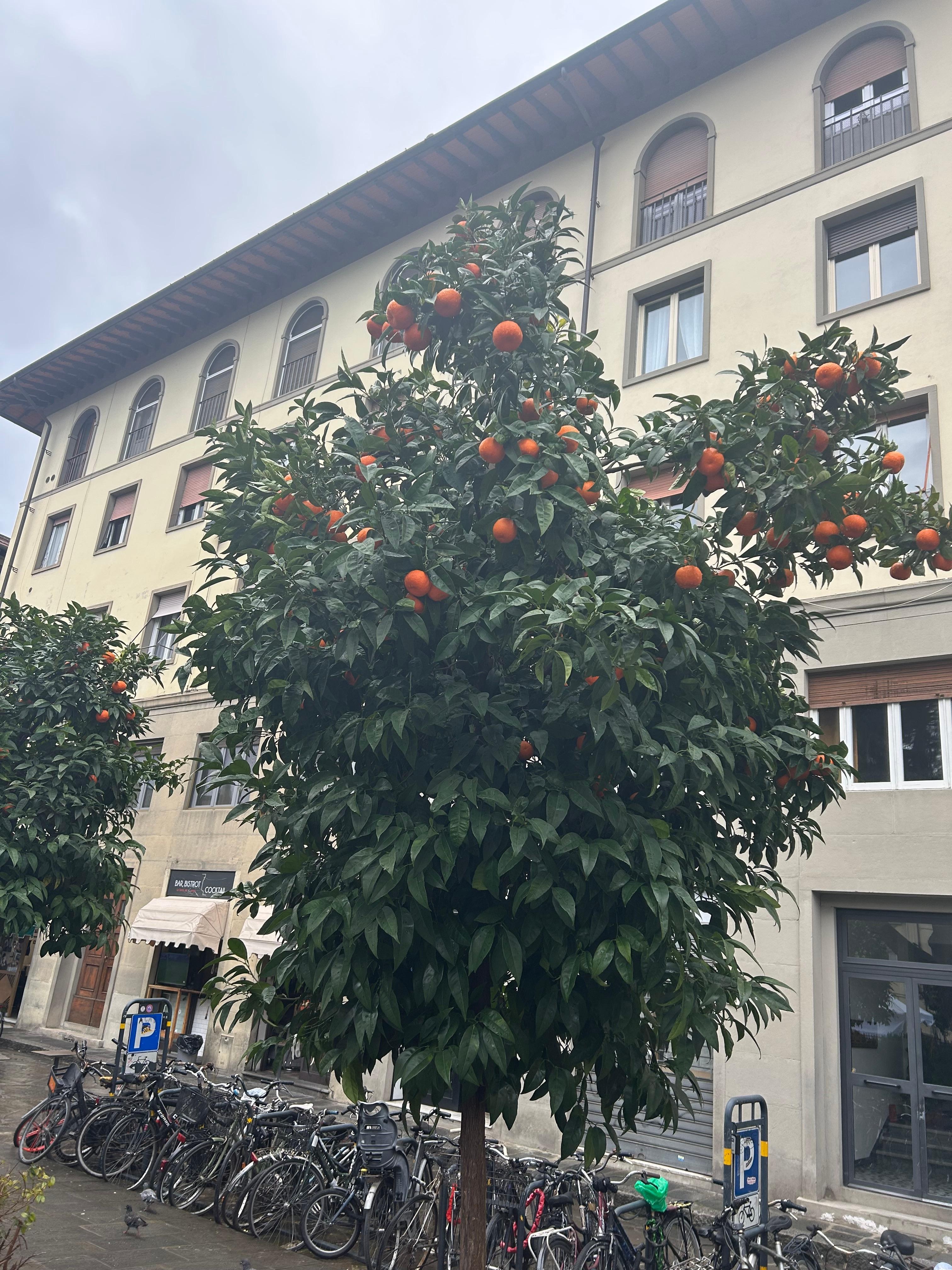 Orange trees in Piazza dei Ciompi