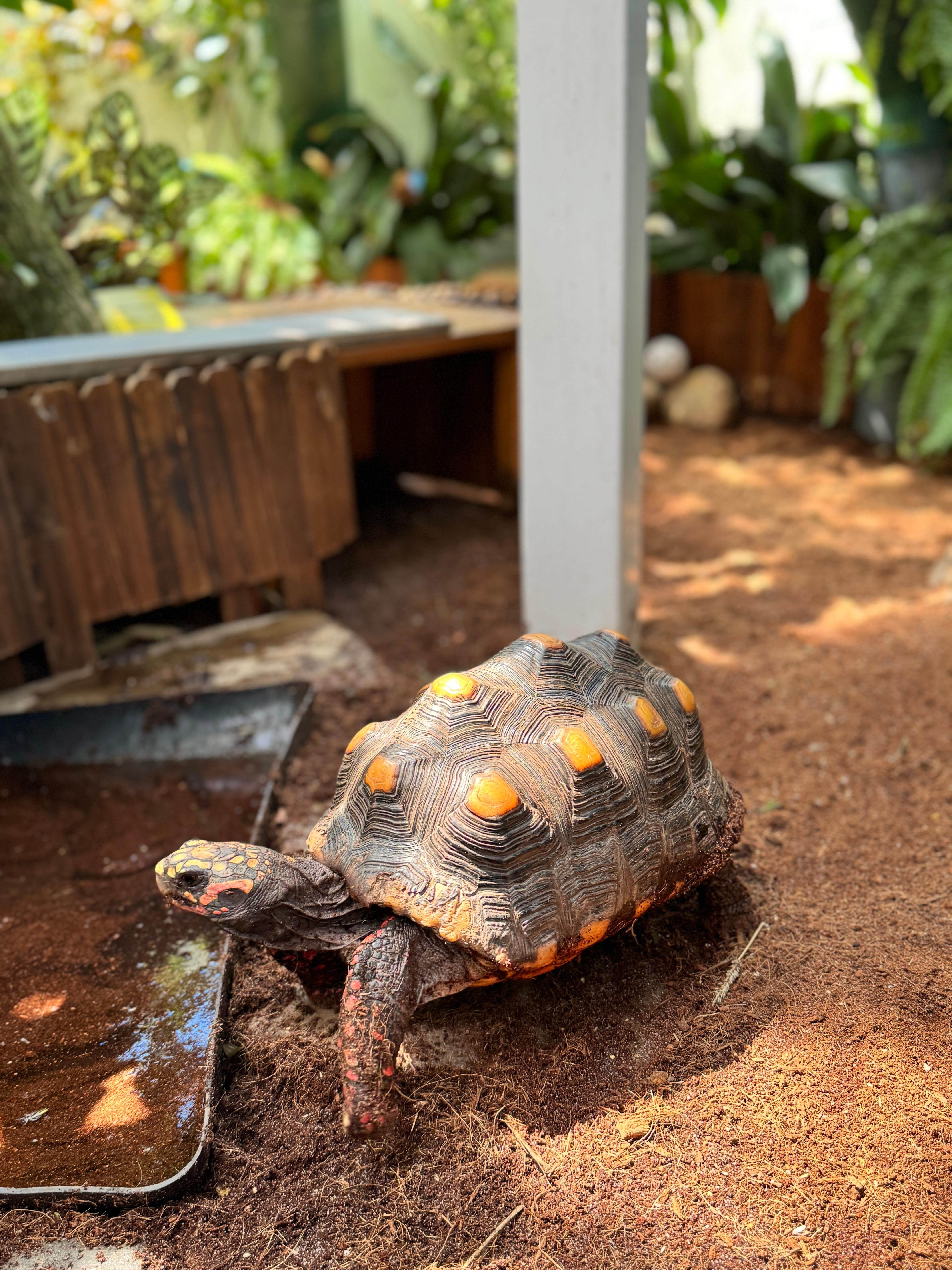 Butterfly Conservatory 