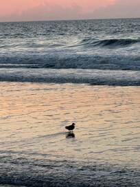 Sandpiper on beach